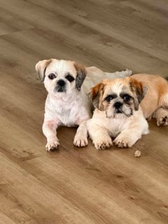 Shih Tzu Vwagenzu Shih Tzu's