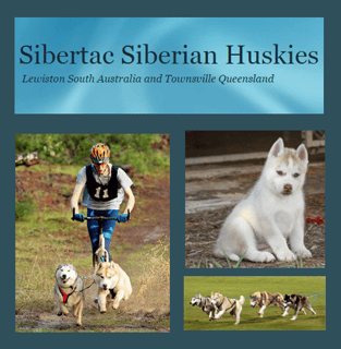 Sibertac Kennel - Siberian Husky Breeder - Adelaide, SA