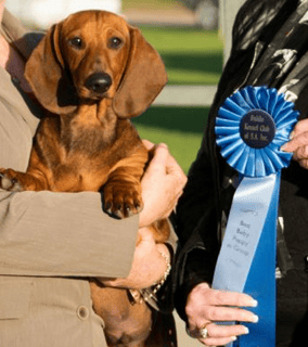 Boskahun Kennel - Dachshund Standard Smooth Breeder - Adelaide, SA