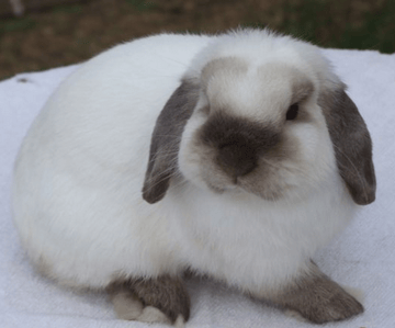 Jive Bunnies - Mini Lop Rabbit Breeder - Sydney