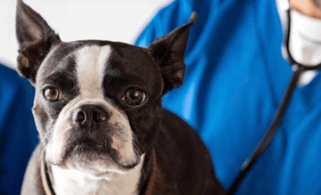 Mermaid Vet - Mermaid Waters Veterinary Surgery - Gold Coast