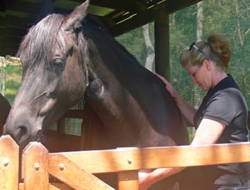 Equine Reiki Courses - Four Winds Reiki - Mid North Coast NSW