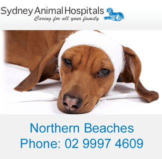 Sydney Animal Hospital - Newport - Vet, Pet Boarding, Cattery, Puppy Pre-school - Northern Beaches Sydney