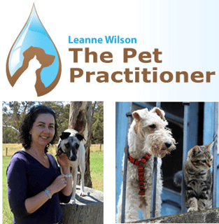 The Pet Practitioner - 