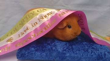 Malibu Cavy Stud - Guinea Pig Breeder - Northern Suburbs, Sydney