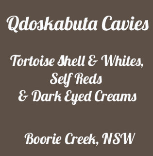 Qdoskabuta Cavies - Guinea Pig Breeder - North Coast, NSW