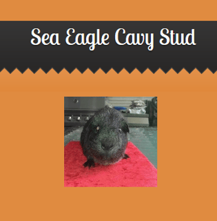  Sea Eagle Cavy Stud - Guinea Pig Breeder - Sydney, NSW