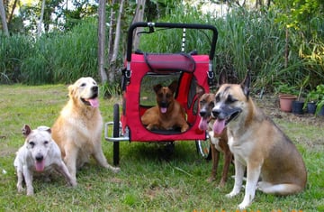 Classy Tails Pet Boutique - Pet Strollers & Trailers, Pet Steps & Ramps, Pet Beds, Clothing & Toys - Online Shop