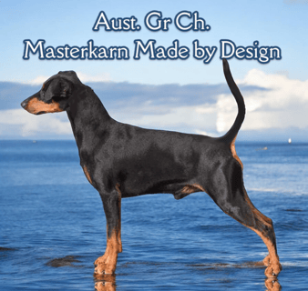 Masterkarn German Pinscher Kennels- Breeder, Fernvale, Qld