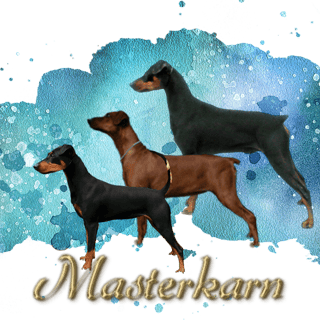 Masterkarn German Pinscher Kennels- Breeder, Fernvale, Qld