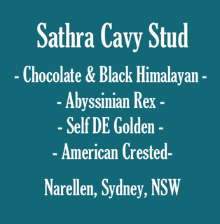 Sathra Stud - Guinea Pig Breeder - Sydney