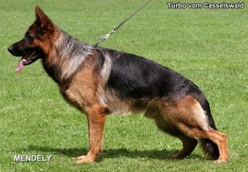 Hillmagic German Shepherd Breeder - Queanbeyan, NSW