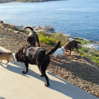 Dog Walking with Rod and Kate Sydney Eastern Suburbs