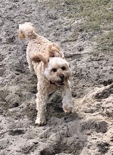 Dog Walking with Rod and Kate Sydney Eastern Suburbs