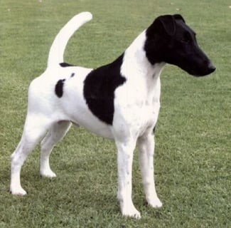 ECIRP - Smooth Fox Terrier Breeder - Murchison, Victoria