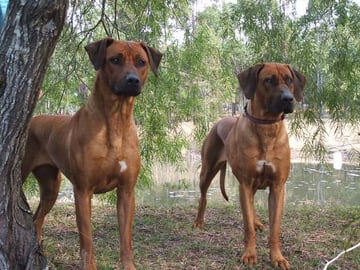 Cedarrose, Rhodesian Ridgeback Breeder, Wingham NSW