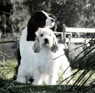 Azucroft & Azudance English Springer Spaniels, Field Spaniels & Petit Basset Griffon Vendeen Breeder - Sydney, NSW