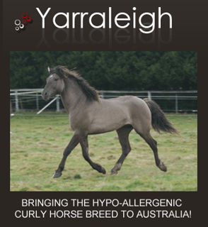 Yarraleigh Curly Horse Stud