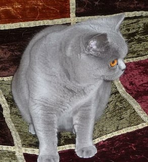 Carinya British - British Shorthair Cat Breeder - Queensland