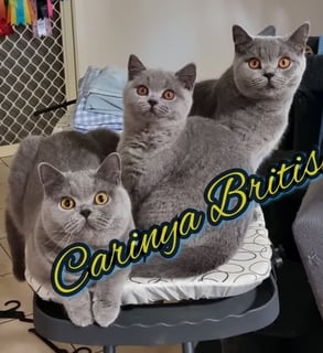 Carinya British - British Shorthair Cat Breeder 