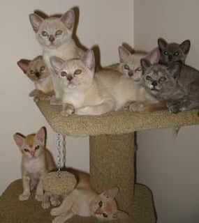 Jovelles - Burmese and Madalay Cat Breeder - Queensland, Toowoomba