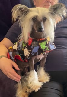 Artnudeveau Chinese Crested Dogs - Victoria