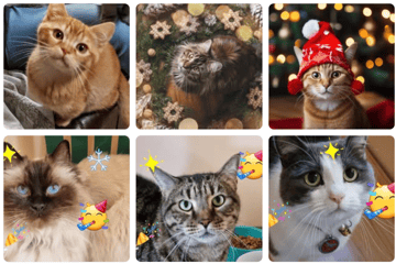  Cattery, Cat Boarding Toowoomba - Jovelles Cat Motel -
