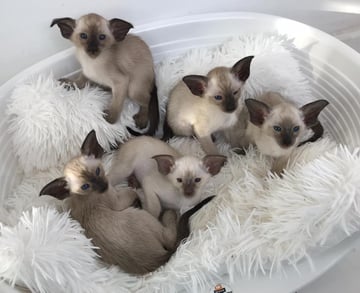 Tomelima Siamese and Orientals - Melbourne