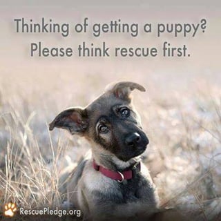 ANIMAL RESCUE TABLELANDS - Pet Rescue, Dog Adoption, Cat Adoption - Queensland  