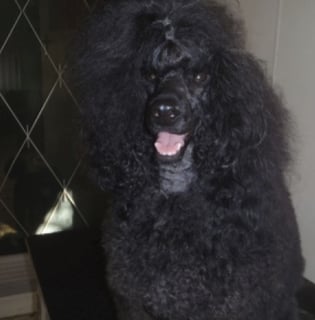 Legadema Poodles - Poodle Breeder - Sunshine Coast, QLD