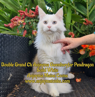 Anjayma Maine Coons - Melbourne, VIC