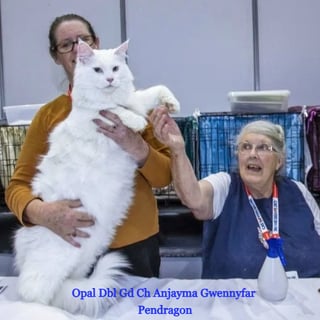 Anjayma Maine Coons - Barkly, VIC