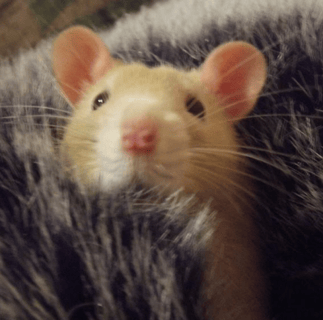 Bandit Rodentry - Rat Breeder - Perth, Western Australia