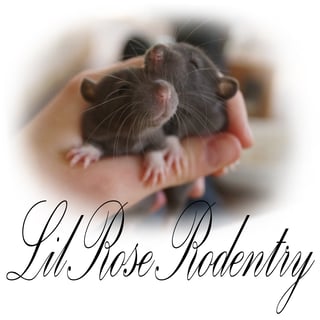 Lil Rose Rodentry - Rat Breeder, Mouse Breeder - Adelaide, South Australia