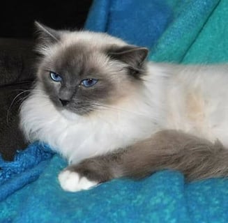 Amjance Ragdolls - Ragdoll Cat Breeder - Somerset, Brisbane - QLD 