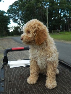 Ginso Lagottos - Lagotto Romagnolo Breeder - Tasmania