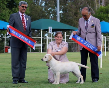 Copperkee - Labrador Retriever Breeder, QLD