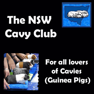 NSW Cavy Club - For all lovers of Cavies (Guinea Pigs)