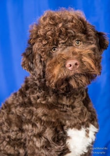 Lotsalire - Lagotto Romagnolo Breeder - Adelaide