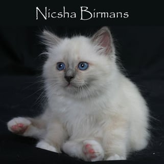 Nicsha Birmans - Birman Cat Breeder - Brisbane, Queensland