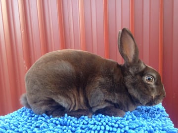 Peridot Rabbit Stud - Rabbit Breeder - Victoria