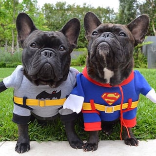 Pet Threads - Online Pet Clothing & Costume Store