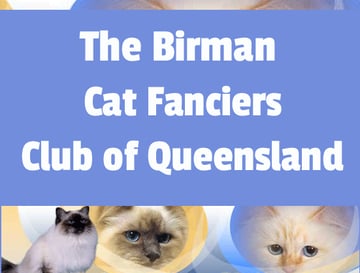 Birman Club of Queensland