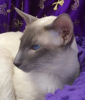 Startrill Siamese - Siamese and Oriental Shorthair Breeder - Perth