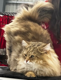 Miakoschka Siberian Cats - Cattery & Siberian Cat Breeder - Brisbane, Queensland