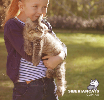 Miakoschka Siberian Cats - Cattery & Siberian Cat Breeder - Brisbane, Queensland Miakoschka Siberian Cats - Cattery & Siberian Cat Breeder - Brisbane, Queensland