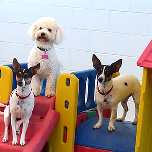 Allsorts Doggie Daycare - Grooming, Dog Wash, Dog Training - Townsville