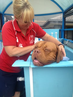 Aussie Pooch Mobile Dog Wash Liverpool  