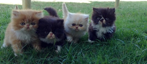 Persian litter