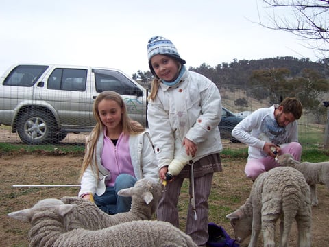 Feeding the lambs